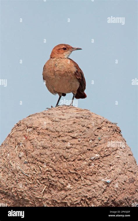 Rufous Hornero (Furnarius rufus), rufous hornero, potter birds, animals ...