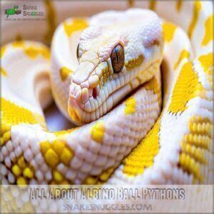 albino ball python complete guide  care colors costs