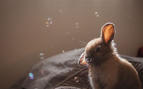 Funny Rabbits Wallpapers - Wallpaper Cave