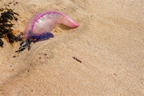 Premium Photo | Caravela jellyfish on the sand of the beach