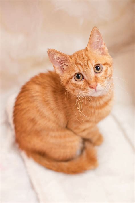 cute orange kittens wallpaper  orange tabby cat facts litter robot