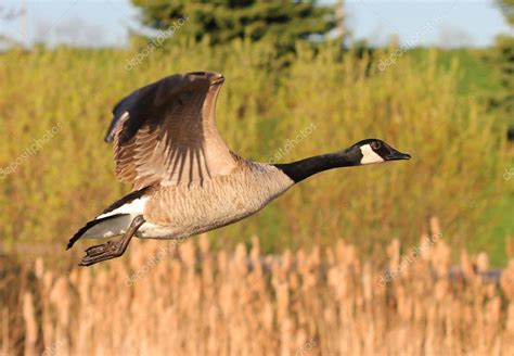 Canada Goose in flight — Stock Photo © alexsvirid #10128557