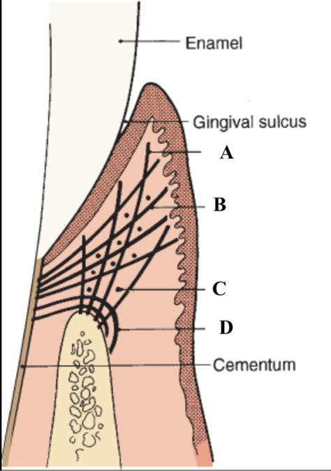 Gingival Fiber Groups Diagram | Quizlet