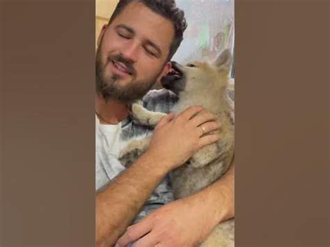 Арктический волчонок злится 💥 #arcticwolf #wolf #полярныйволк - YouTube