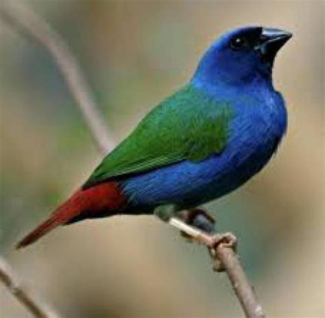 tri colour parrot finch - Queensland Finch Society
