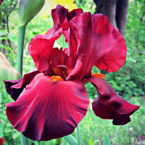 April Showers Bring April Flowers