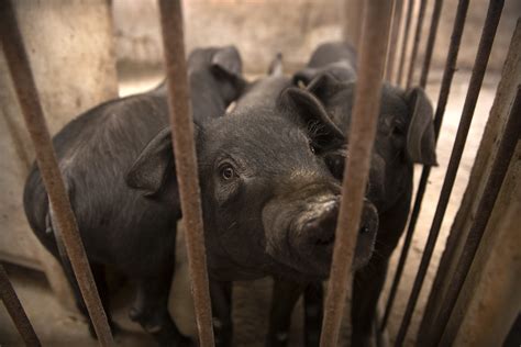 Millions of pigs in Asia culled, as swine fever outbreak spreads across