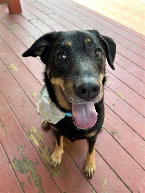 10000 best Sexy Pose images on Pholder | Azure Lane, Nikke Mobile and