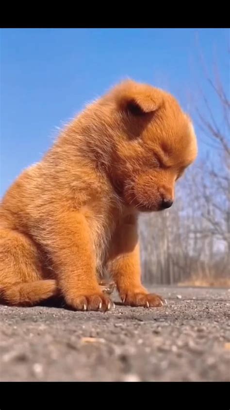 pin oleh fateh singh  nature piaraan video hewan lucu humor hewan