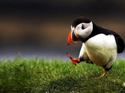 Puffin Wallpapers - Wallpaper Cave