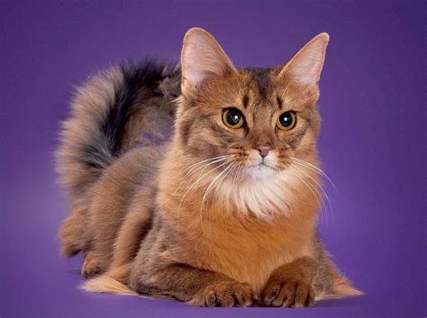 Сомали кошка - картинки и фото koshka.top