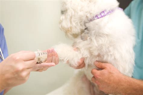 Common Reasons for Dog Dewclaw Removal - Go Articles