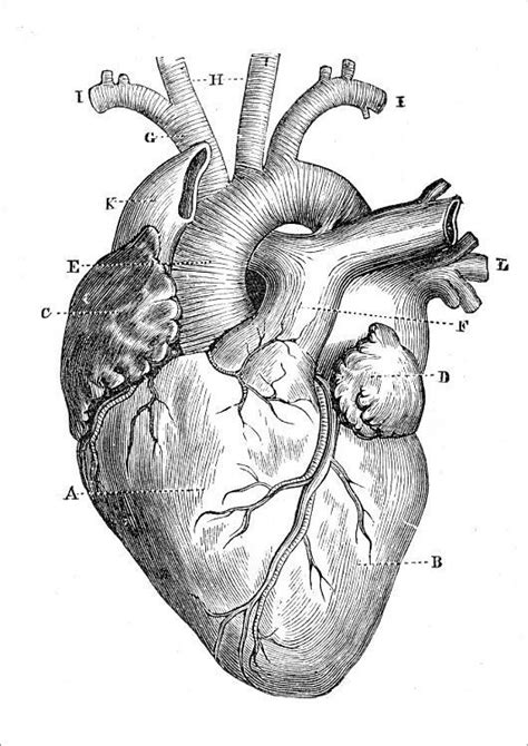 Prints of Human Heart Anatomy 1888 | Анатомическое искусство ...