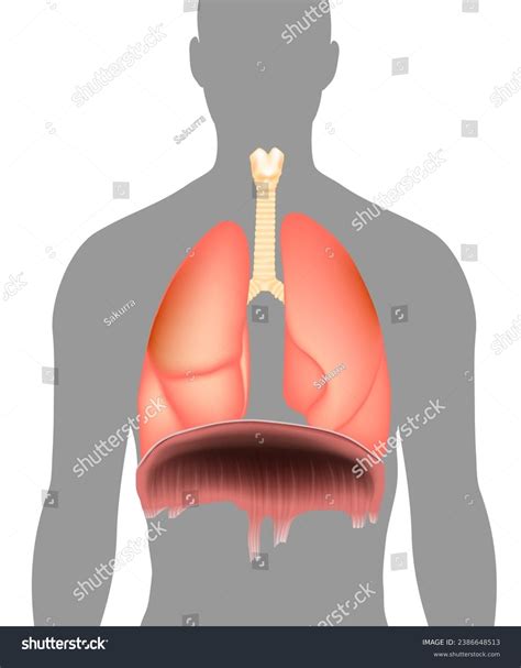 1 Diaphragm Located Below Lungs Stock Vectors and Vector Art | Shutterstock
