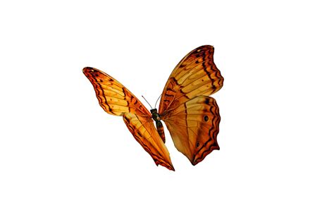 Snapseed png effect download - jolothin