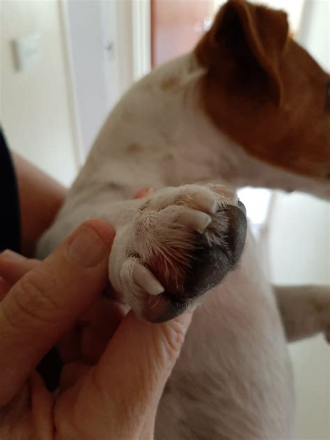Why Would A Dog Have A Swollen Toe