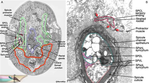 male neuronal support cells spicules