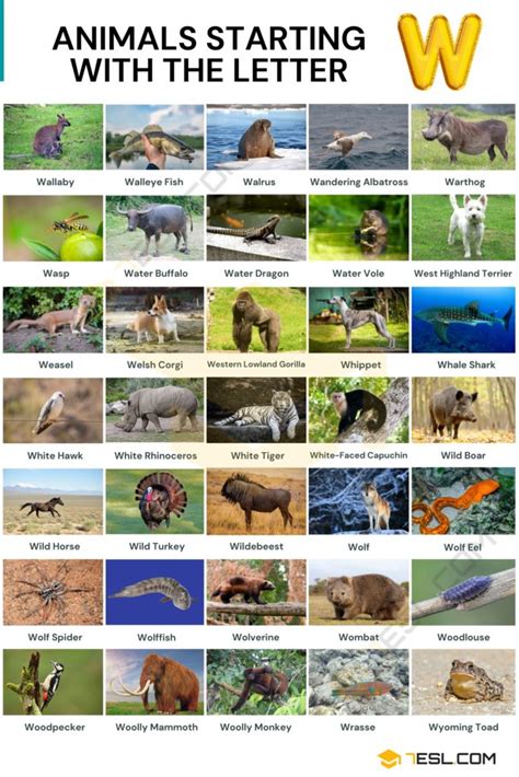 106 Cool Animals that Start with W | Animals Beginning with W with ...