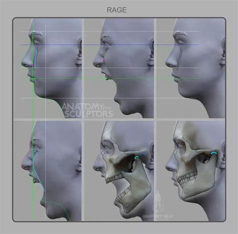 facial anatomy head anatomy human anatomy drawing anatomy poses