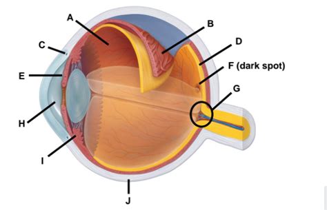 Eye Diagram 4 Diagram | Quizlet