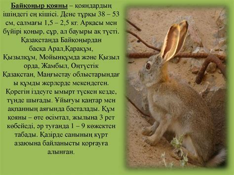 Қазақстанның Қызыл кітабына енген сүтқоректілер - online presentation
