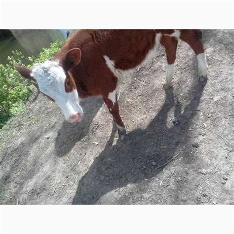Продам телят, купить телят, Луганская обл — Agro-Ukraine