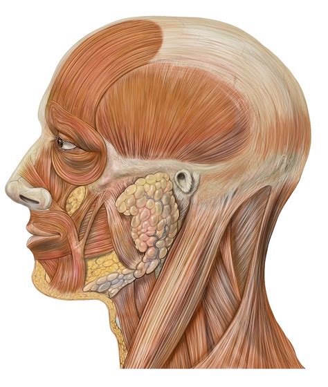 Muscles of the face, Head anatomy, Human body anatomy