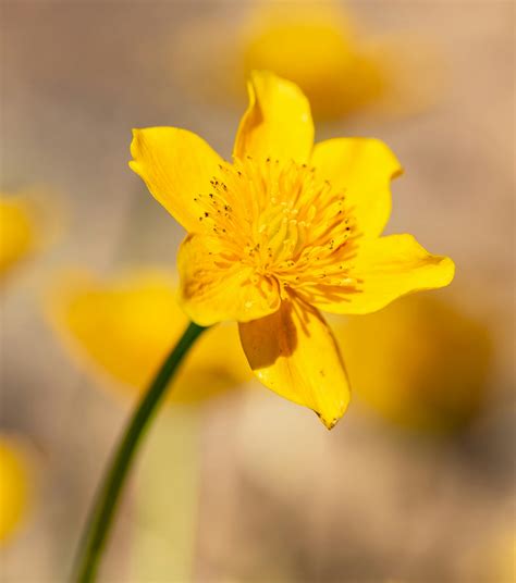 194+ Best Free Marigold Stock Photos & Images · 100% Royalty-Free HD ...