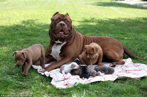 Hulk the world's biggest pitbull cuddles up to his litter of puppies ...