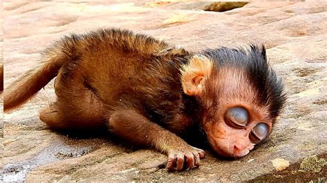 ANIMAL MONKEY WILD lNJURY AND DEA,TH - YouTube