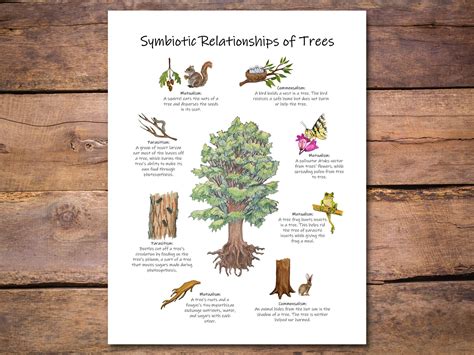 Symbiotic relationships poster forest ecology classroom decor tree