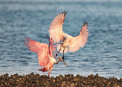 Sarasota Audubon | SRQ Florida Chapter of the National Audubon Society