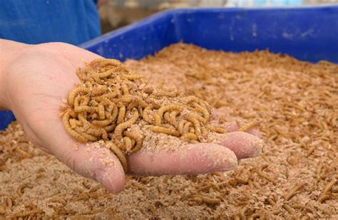 insect protein Artigos - Wikifarmer