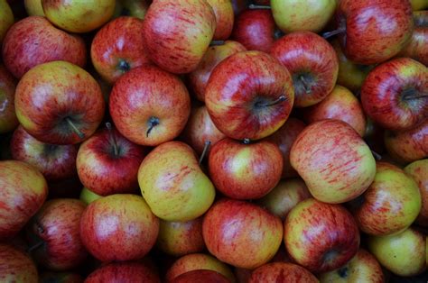 autumn apples  stock photo public domain pictures