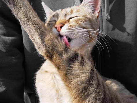 Cat Licking Kitten - Free photo on Pixabay - Pixabay