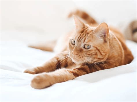 Clavamox for Cats — Side Effects & Dosage | Fetch®