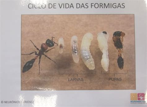 A Vida Das Formigas - Ciclo De Vida Das Formigas - FDPLEARN