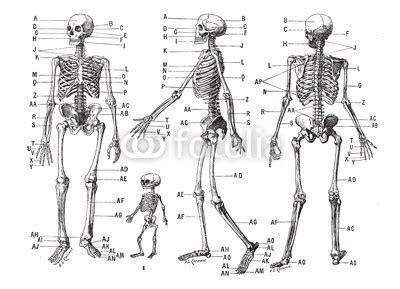 Human Skeleton Drawing Reference at PaintingValley.com | Explore ...