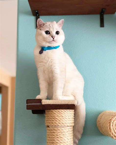 hi 👋 : r/cat