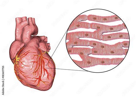 Human heart and close-up view of cardiac muscle structure, 3D ...