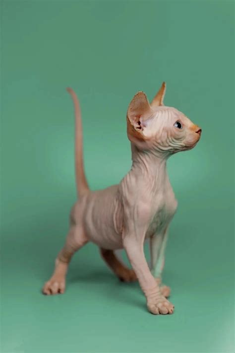 Meet Ken the Loving Sphynx Kitten with Big Blue Eyes