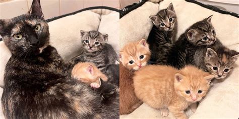 Cat Tends to Many Kittens, Including Orphans from a Yard, While ...