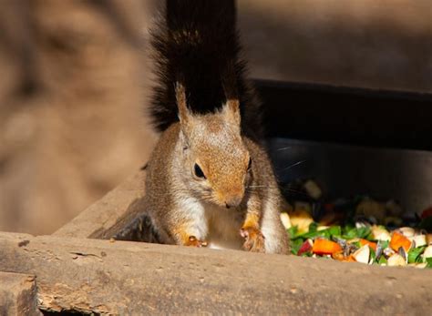 premium photo squirrel eating food