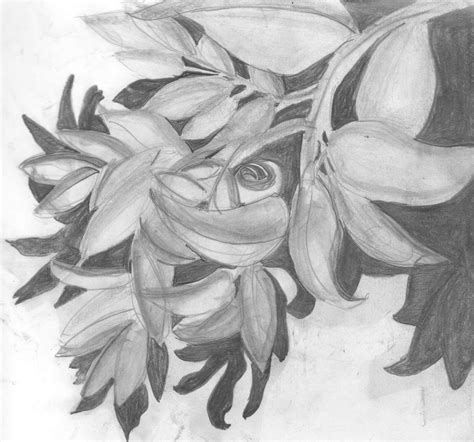 Holly Leaf Sketch at PaintingValley.com | Explore collection of Holly ...