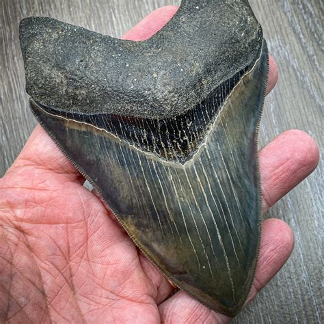 Megalodon Vs Great White Tooth