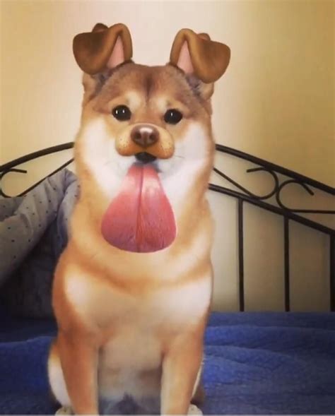 Shibainu with the dog Snapchat filter | Funny animals, Pet dogs, Cute ...
