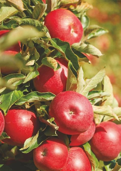 big apple conservation news