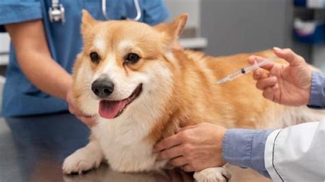jenis vaksin anti rabies lengkap  waktu pemberiannya