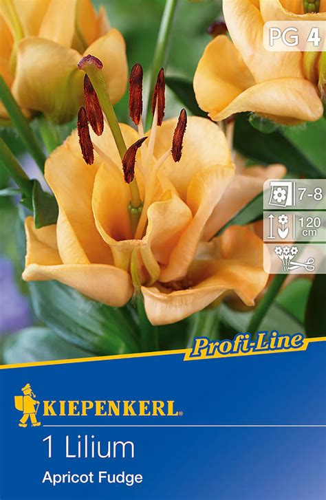 Lilie Apricot Fudge | Lilienzwiebeln von Kiepenkerl