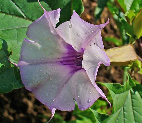 Buy Datura Seeds from Ramen Lads INC, USA | Tradewheel.com